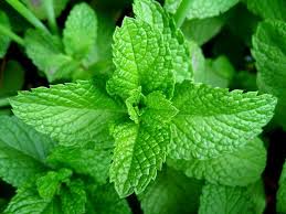 The Health Benefits of Scent Leaves: Nature’s Aromatic Healers health benefits of scent leaves